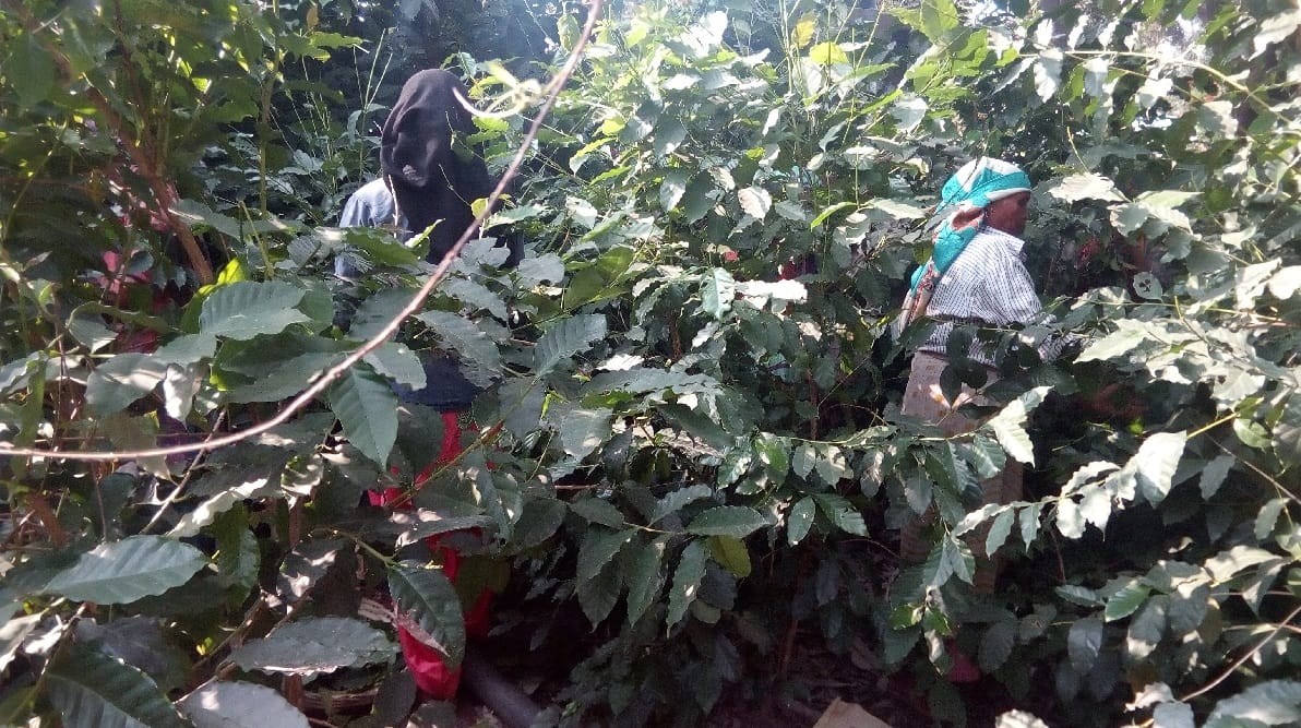 Coffee leaf tea Miraculous benefits farming in pantnagar university for reduce disease