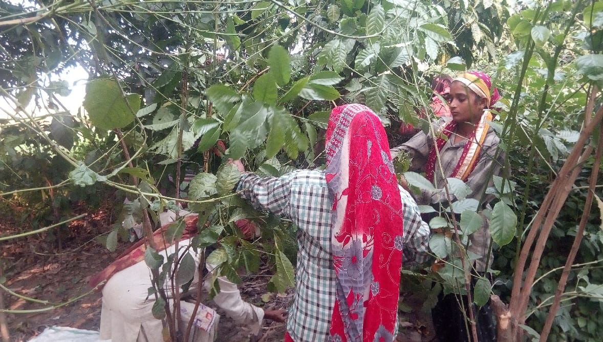 Coffee leaf tea Miraculous benefits farming in pantnagar university for reduce disease