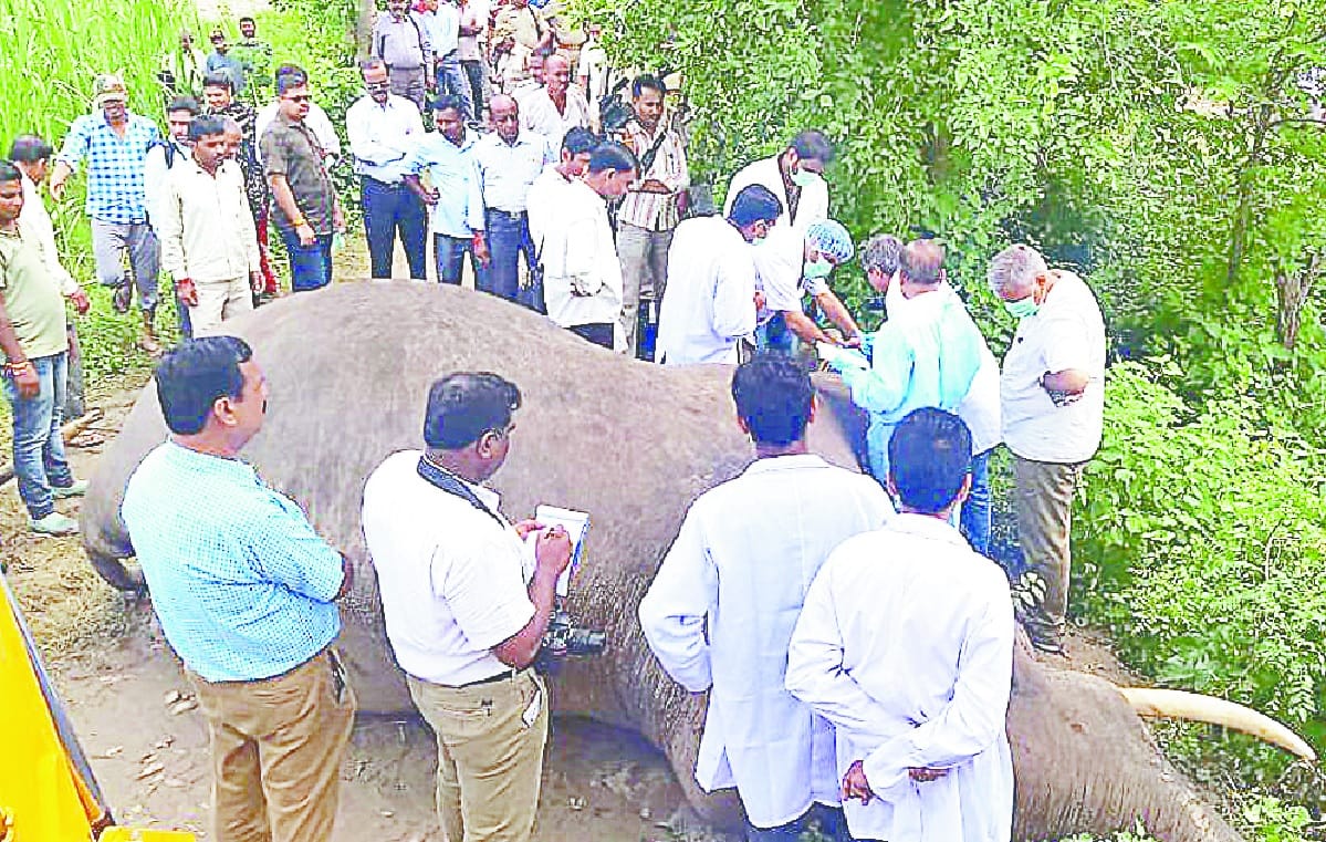 Bareilly team kept forgetting elephants safe