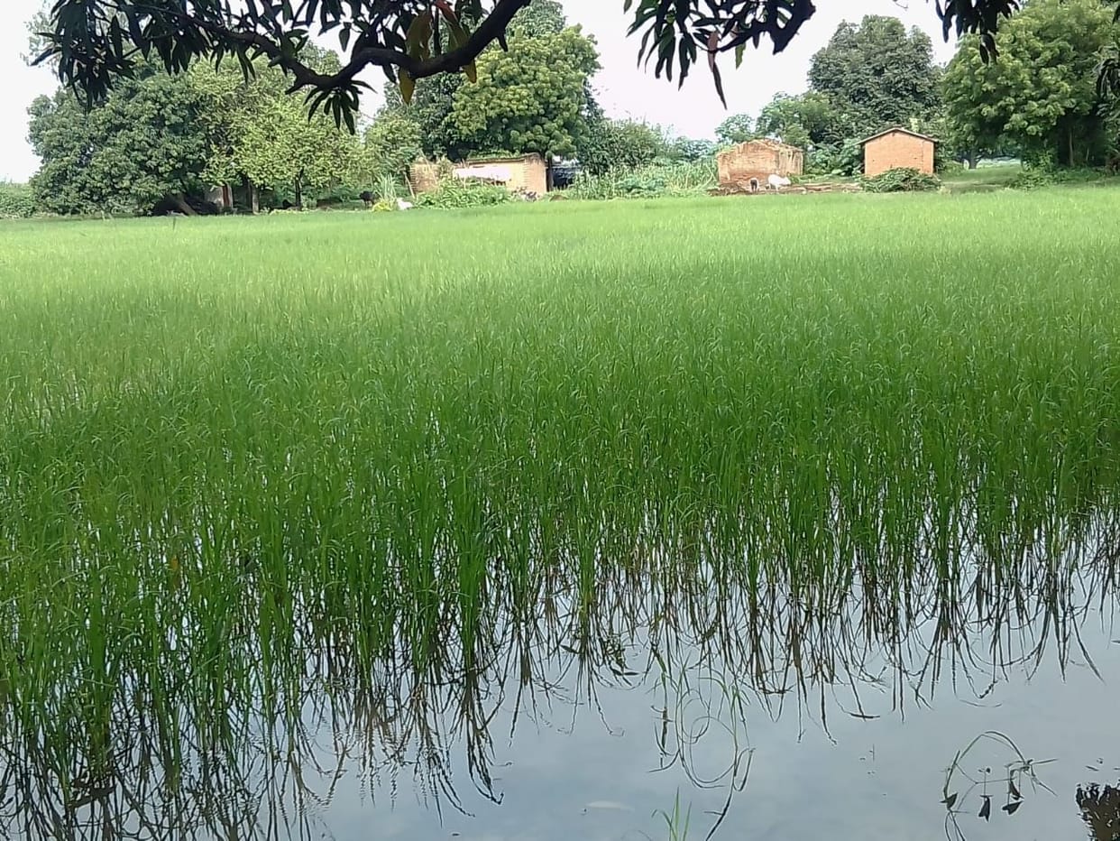 Low premium, ready compensation for crop insurance scheme