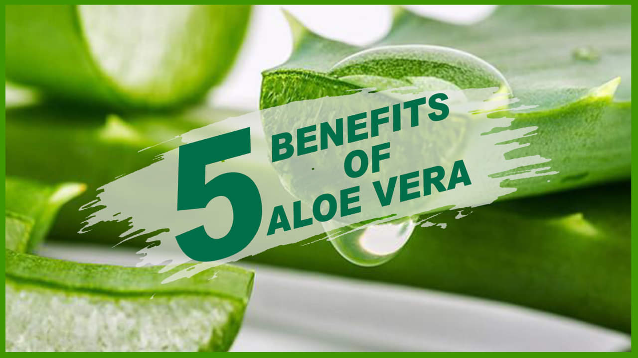 MISSION GIRL: एलोवेरा के ये 5 फायदे आपकी खूबसूरती को लगाएंगे चार चांद
