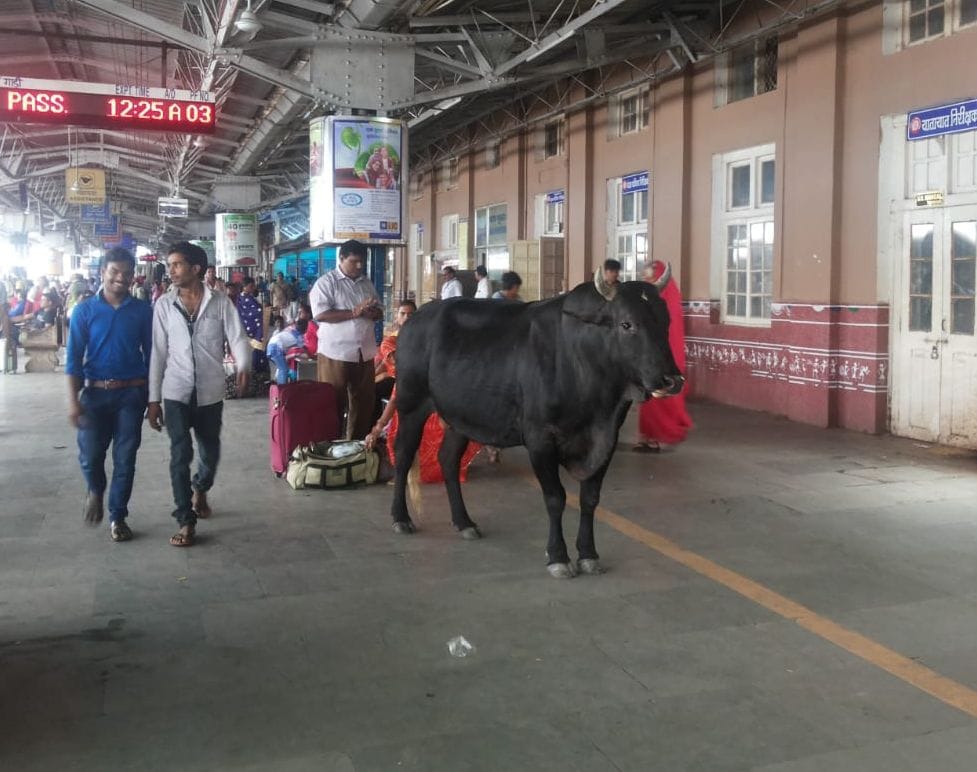 रेलवे जंक्शन पर सांड़ ने मचाया  उत्पात