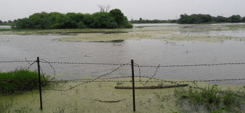 पटना पक्षी विहार झील में गंदगी का अंबार