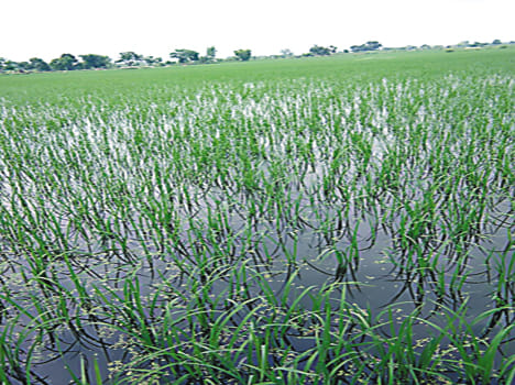 Canal rinse, hundreds of bigha crops submerged