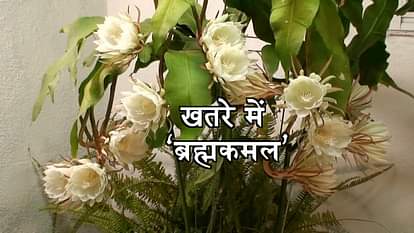 God shiva’s favorate flower 'Brahmakamal' is in danger now