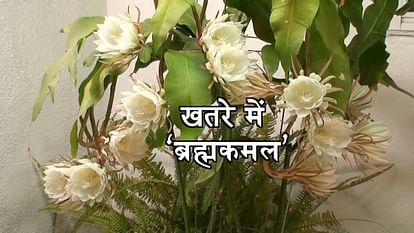 God shiva’s favorate flower 'Brahmakamal' is in danger now