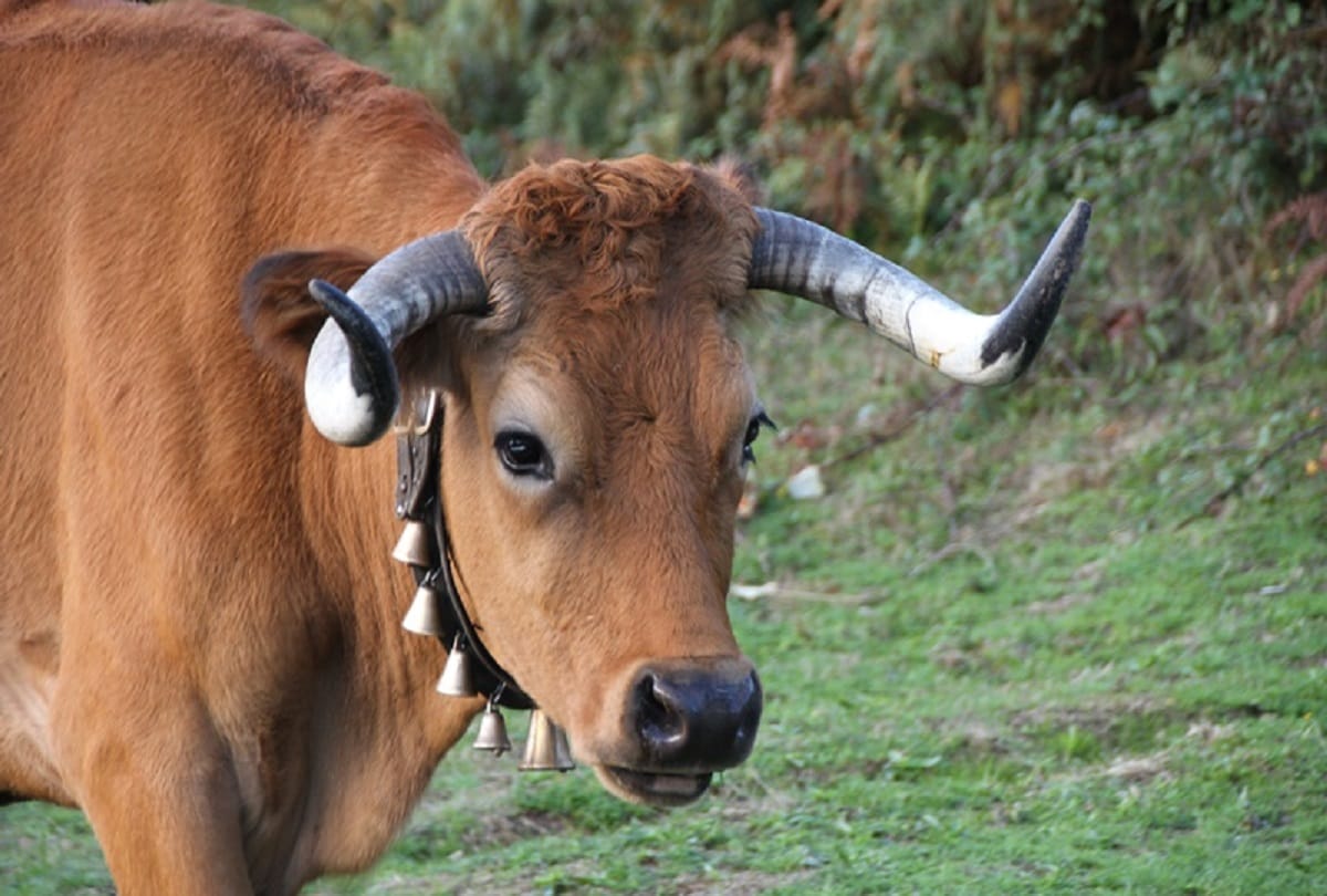 bjp mp leeladhar vaghela attacked by cow in gujarat