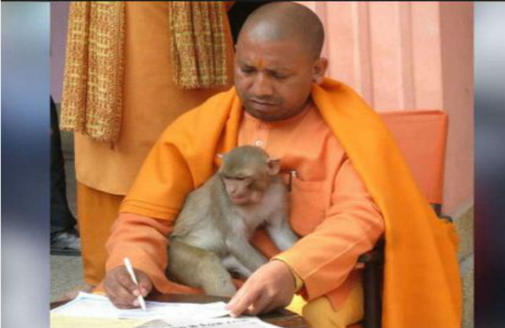Yogi Adityanath advised people to Hanuman Chalisa Path for save yourself from monkeys