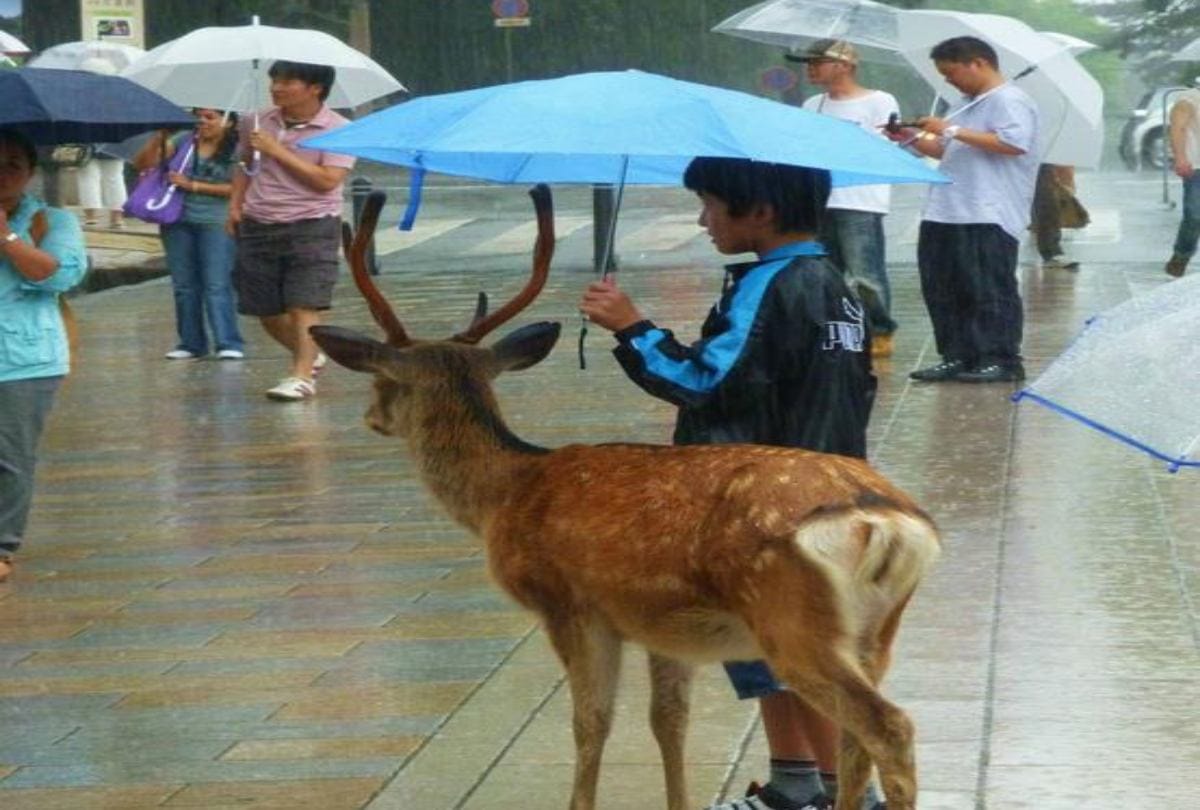 Rain Funny Photo Hillarious Ways People Cope With Water logging And Heavy Downpour
