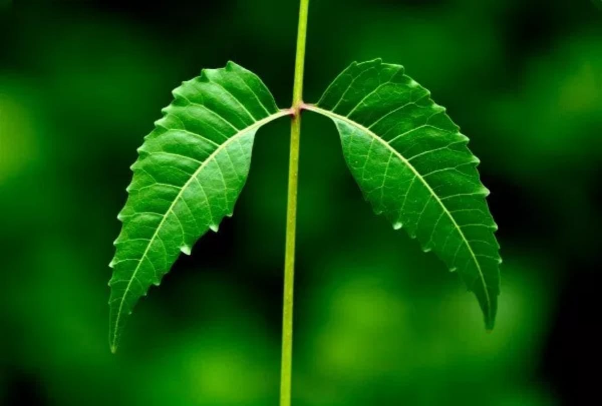 these five herbs can save your skin