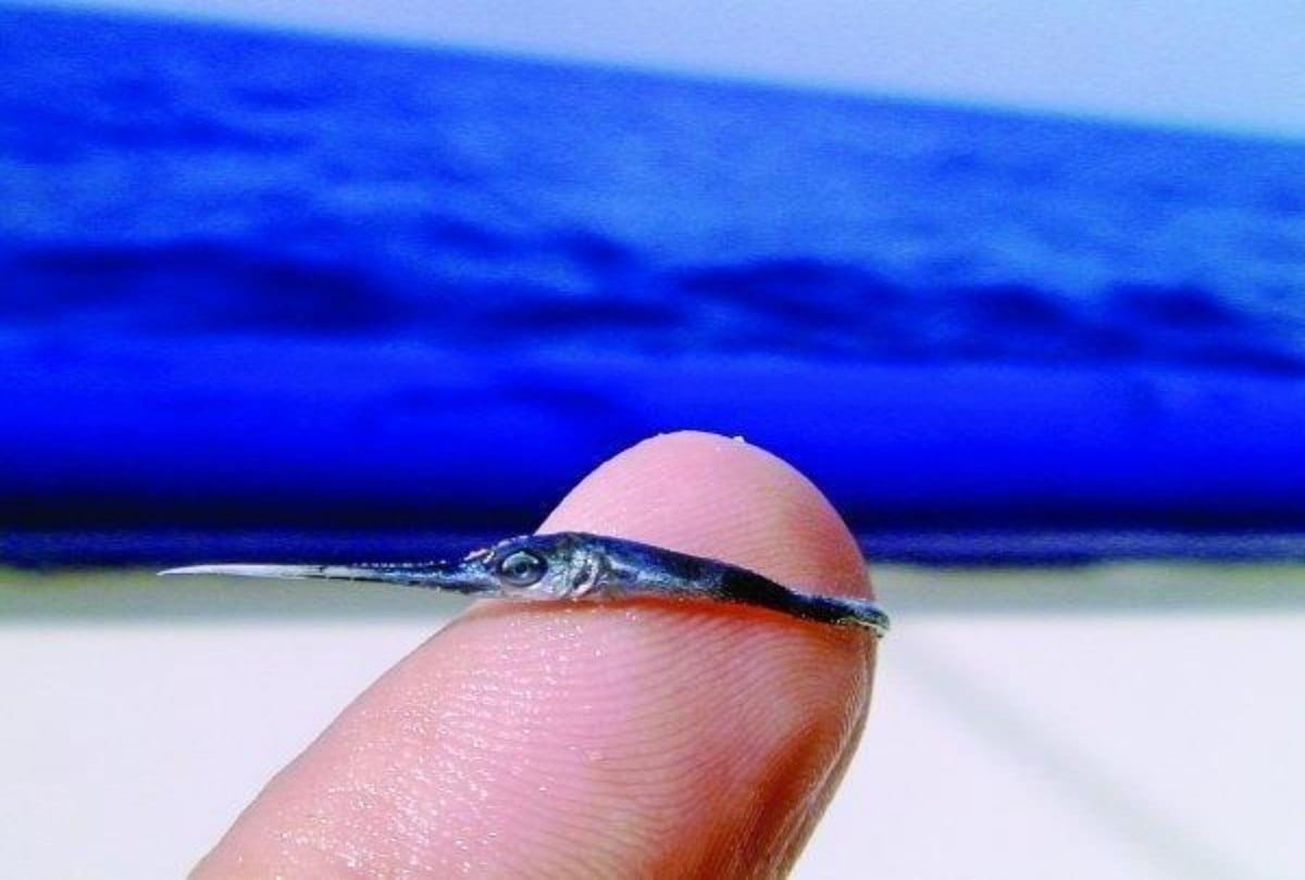 Twenty Photos of the Tiniest Things You will Ever See