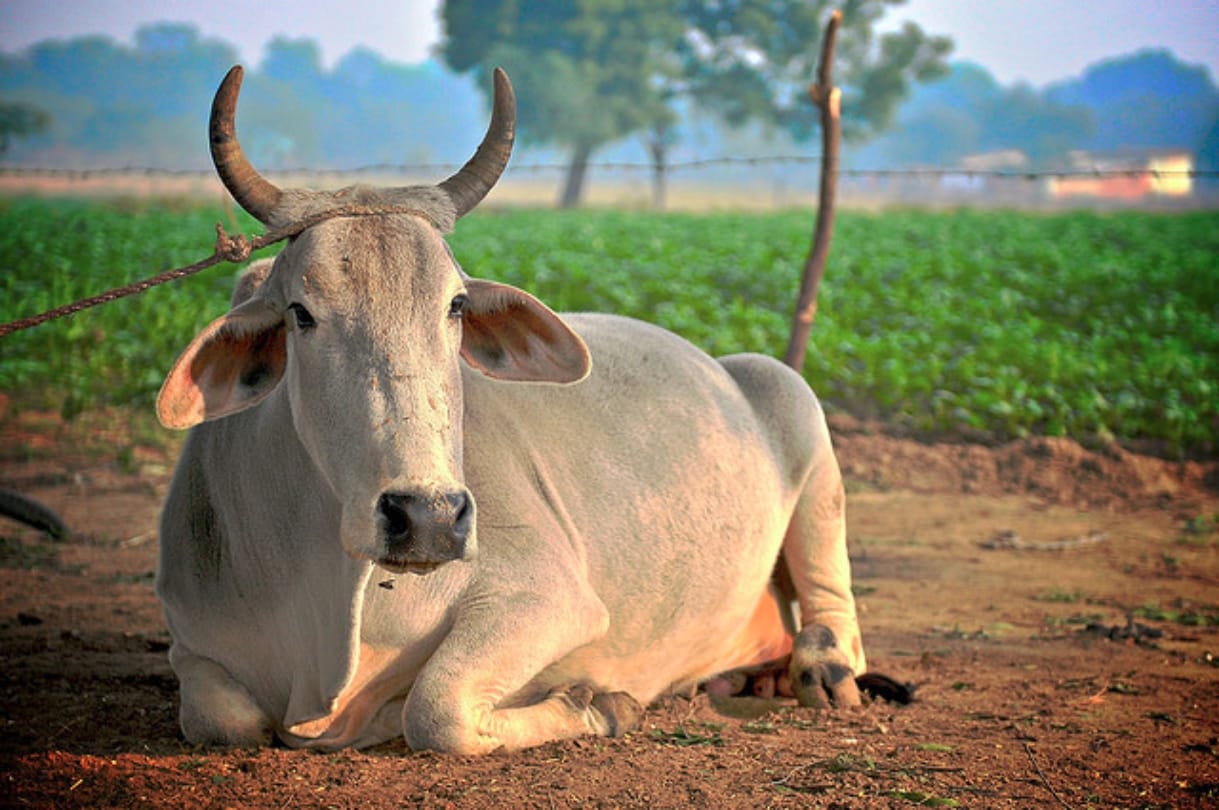 why muslims of uttar pradesh stopped slaughter of cows on bakrid