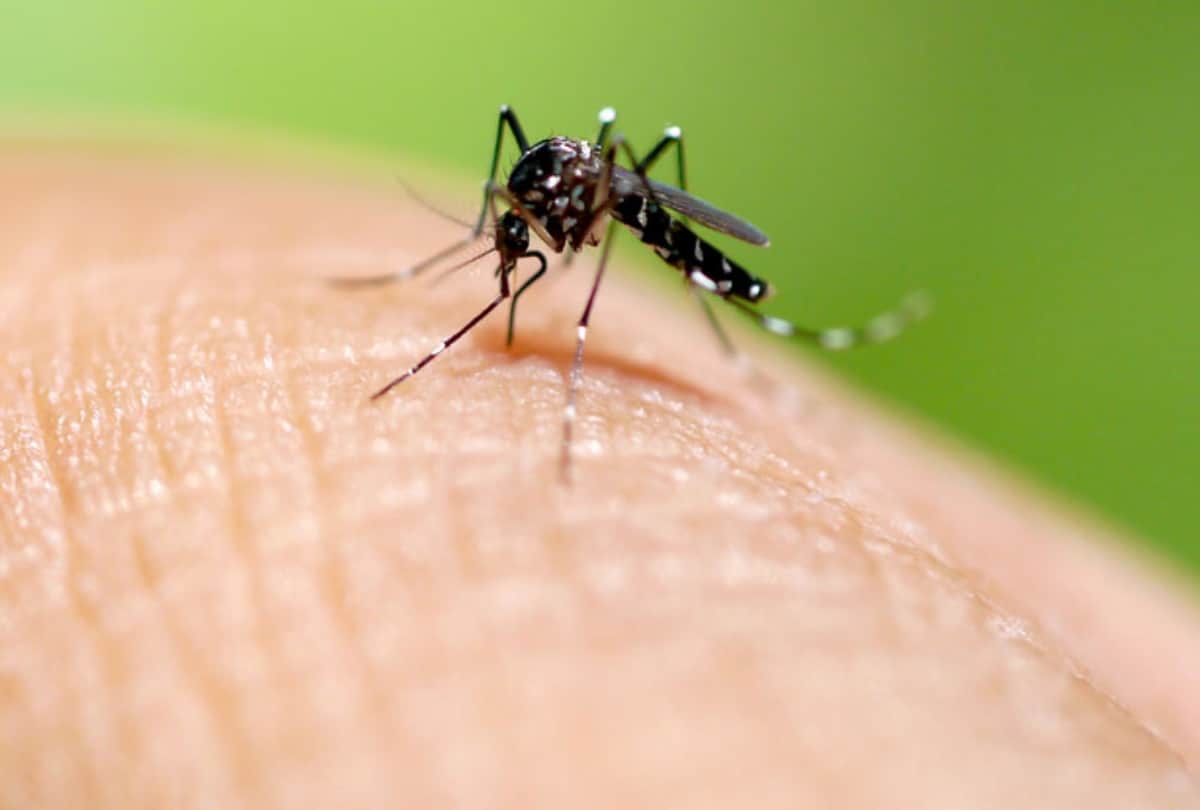 Who Is Most At Risk For Dengue Fever Know Prevention Tips In Hindi