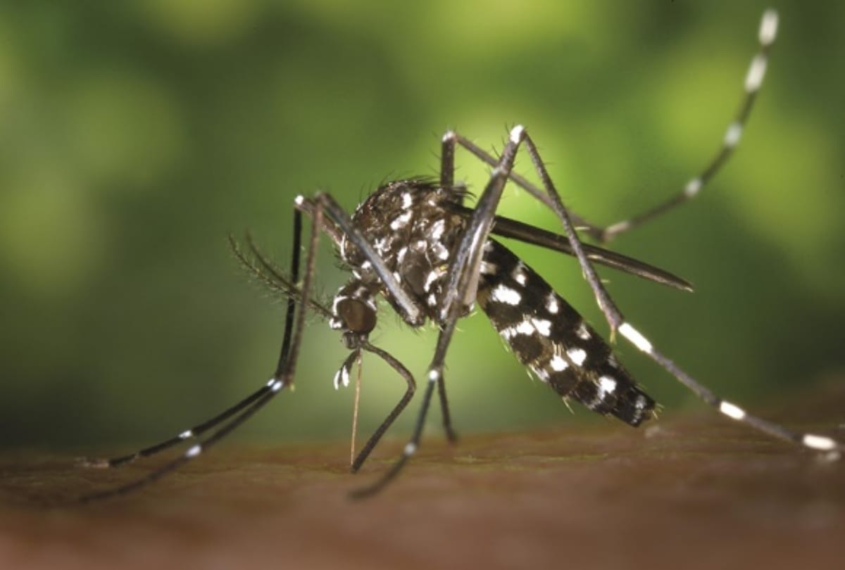 Why Chikungunya is called chikungunya?