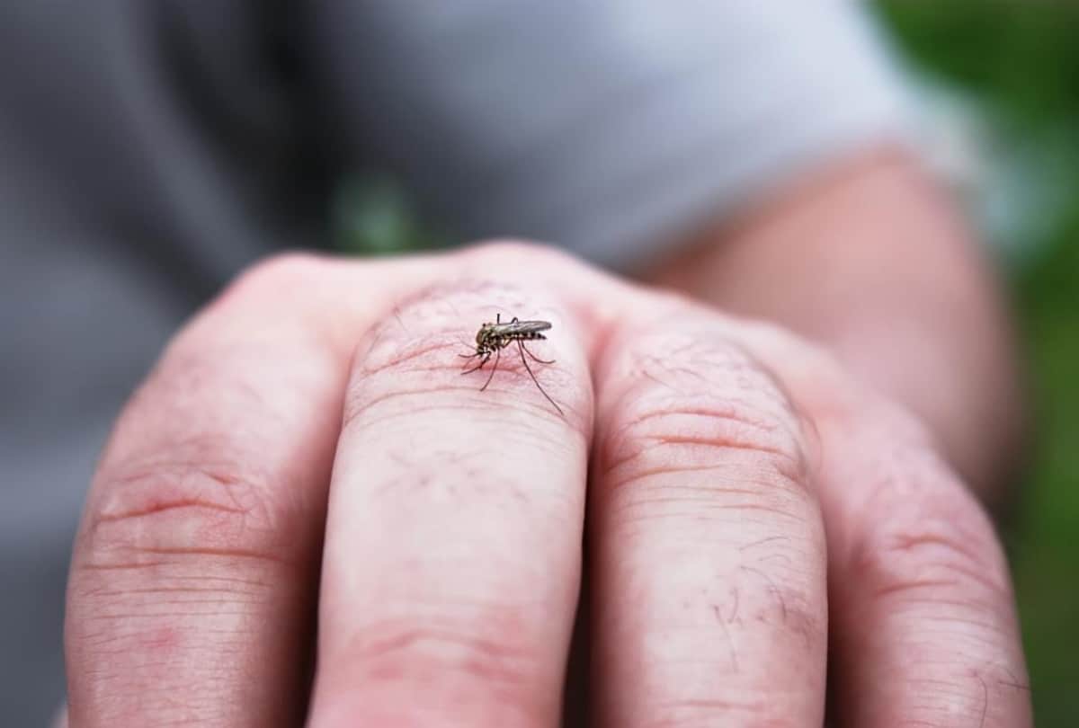 ICMR Prepared Cross Breeding Mosquitoes Who Produce Virus Free Larvae To Curb Dengue Chikungunya