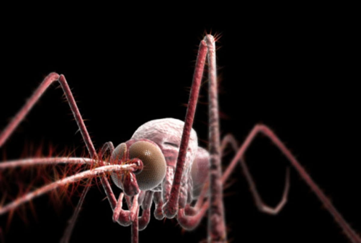 symptoms and treatment of dengue fever