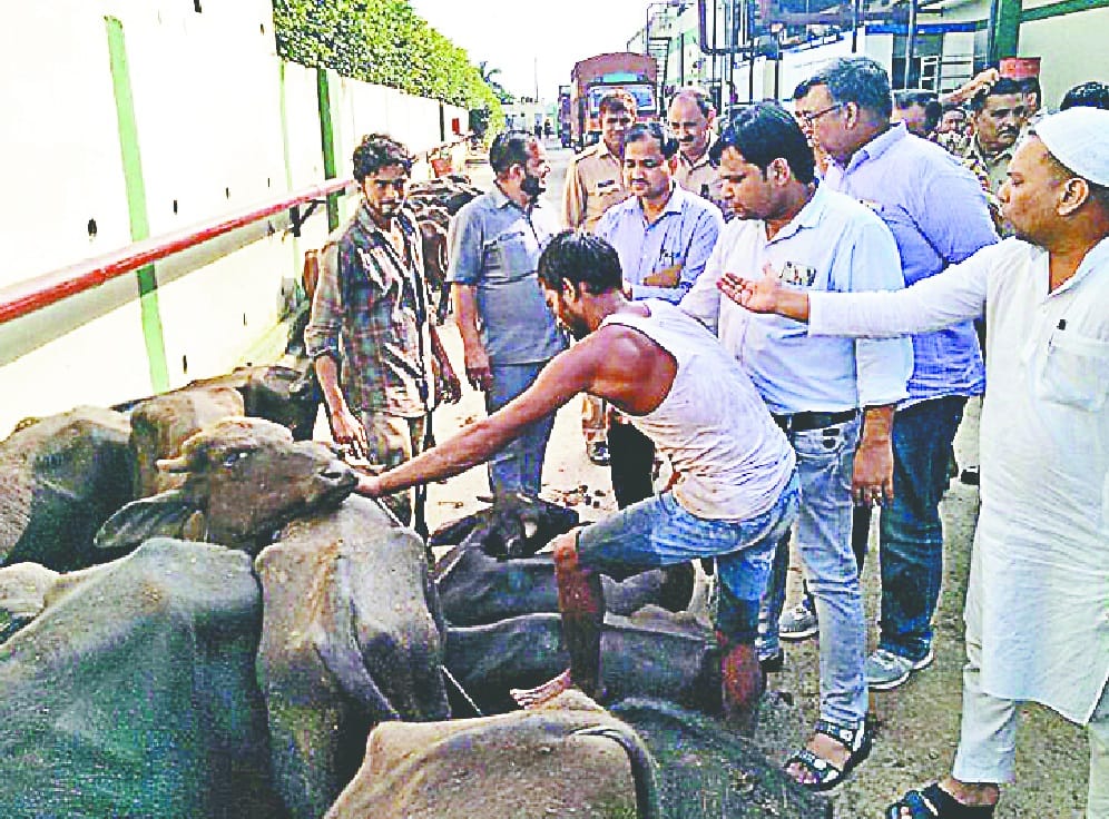 kataan ka viedeo viral, team ne sab sahi bataaya