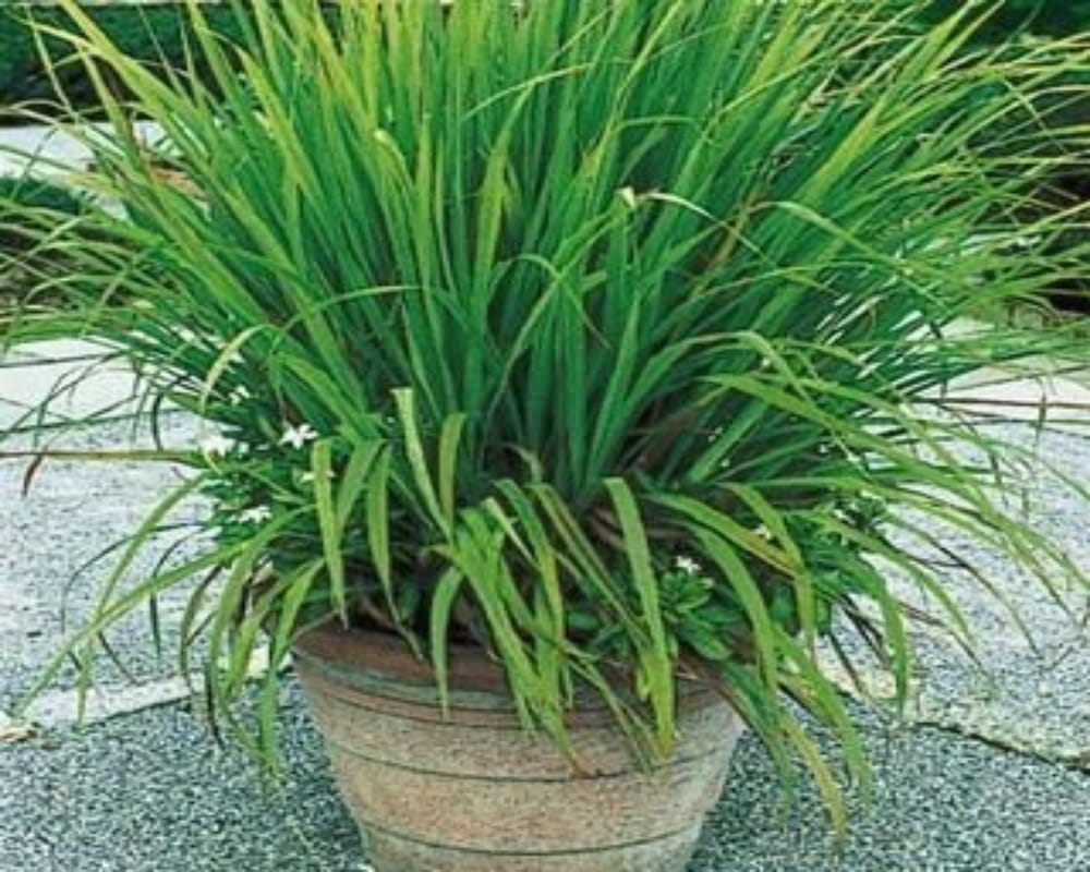 These 5 plants keep dengue malaria chikungunya mosquitoes away naturally