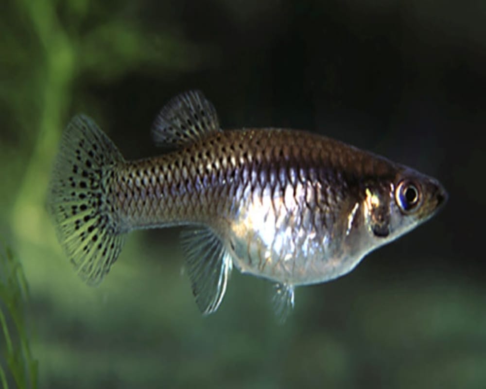 fish in trouble in Tawi river, pay attention fish eating may cause of cancer and brain tumor