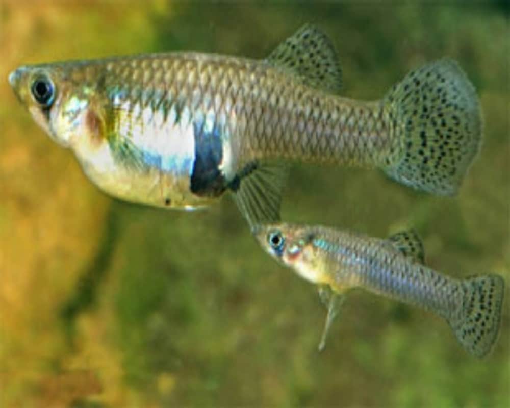 Gambusia affinis Mosquito fish keeps dengue malaria chikungunya mosquitoes at bay