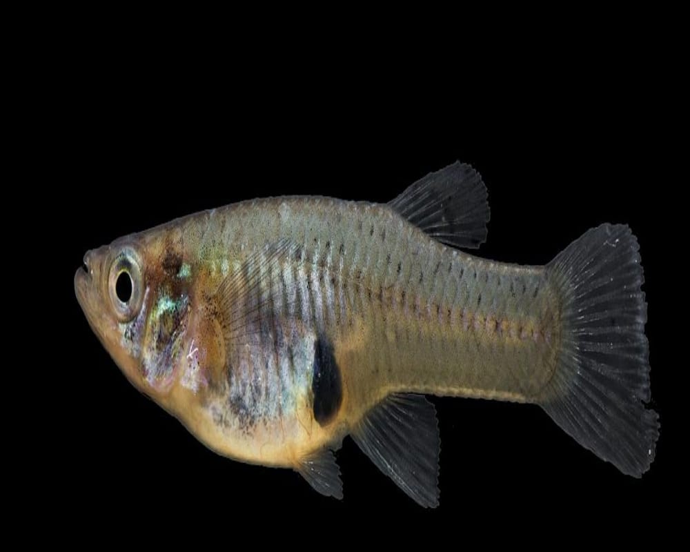 Gambusia affinis Mosquito fish keeps dengue malaria chikungunya mosquitoes at bay