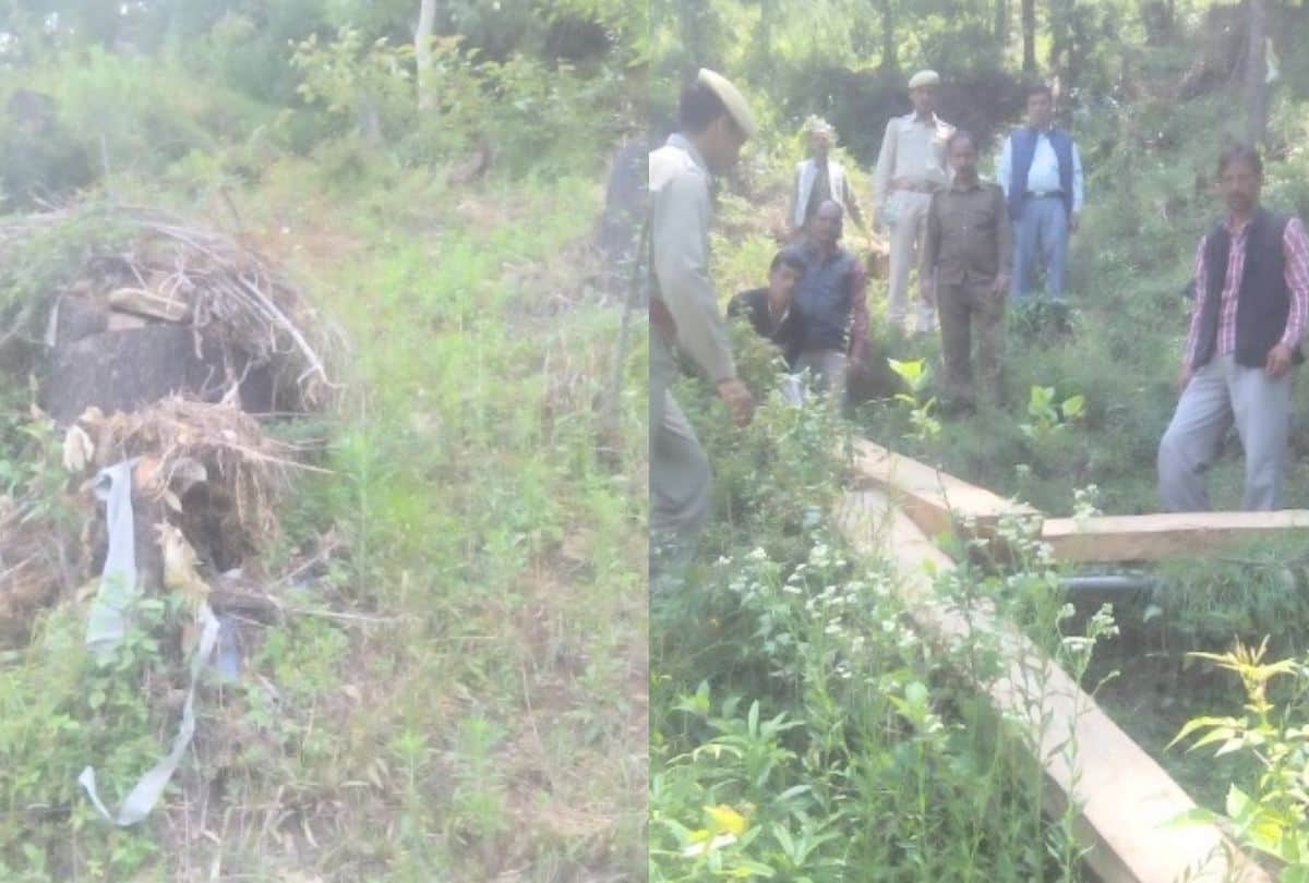 Weird Animal Found Near Hotel In Greater Noida Viral Images Strange News