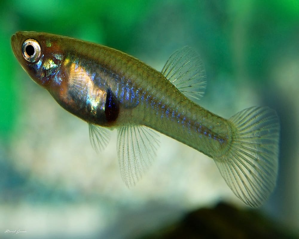 Delhi News : Gambusia fish will combat dengue and chikungunya