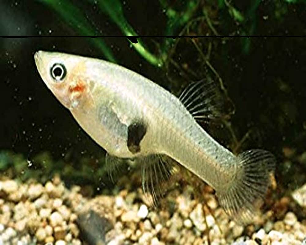 Gambusia affinis Mosquito fish keeps dengue malaria chikungunya mosquitoes at bay