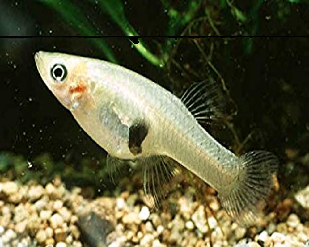 Gambusia affinis Mosquito fish keeps dengue malaria chikungunya mosquitoes at bay