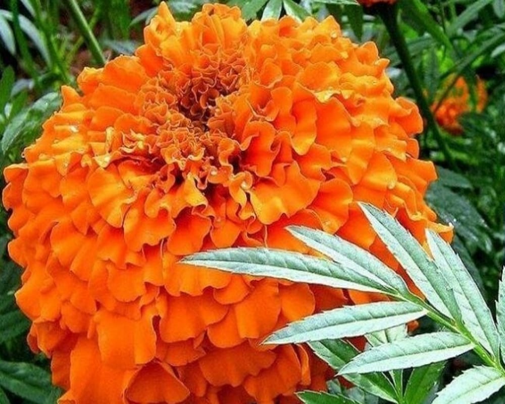 These 5 plants keep dengue malaria chikungunya mosquitoes away naturally