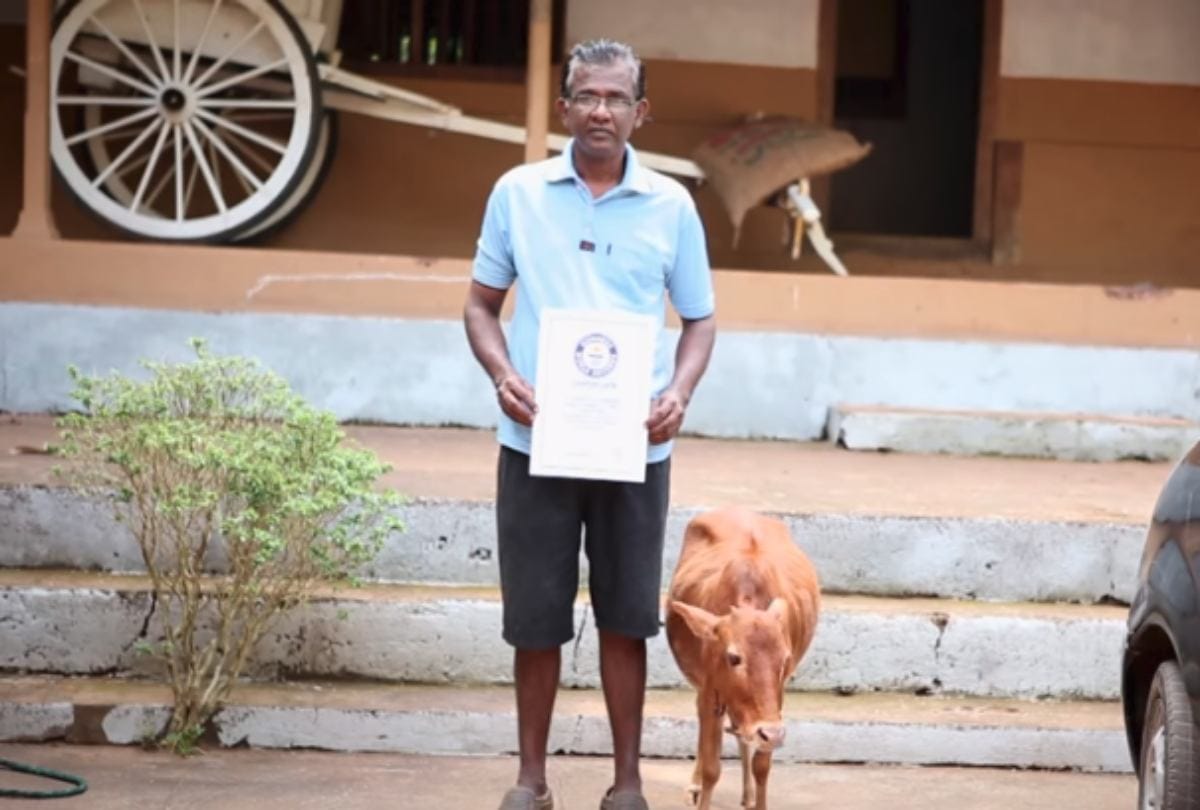 Manikyam is worlds shortest cow recognised by Guinness World Record