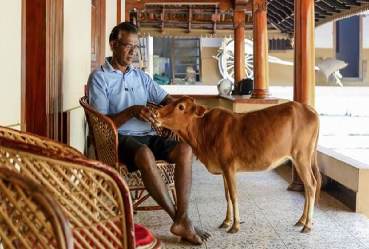 Manikyam is worlds shortest cow recognised by Guinness World Record