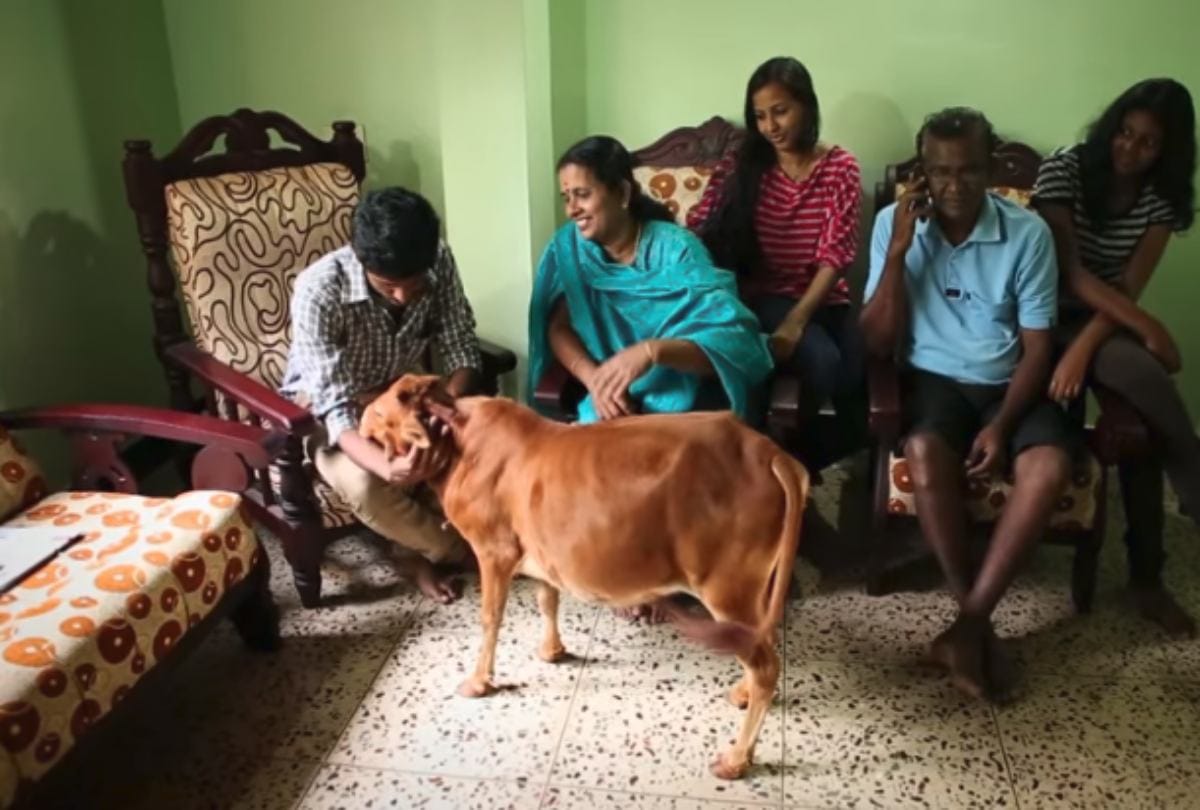 Manikyam is worlds shortest cow recognised by Guinness World Record