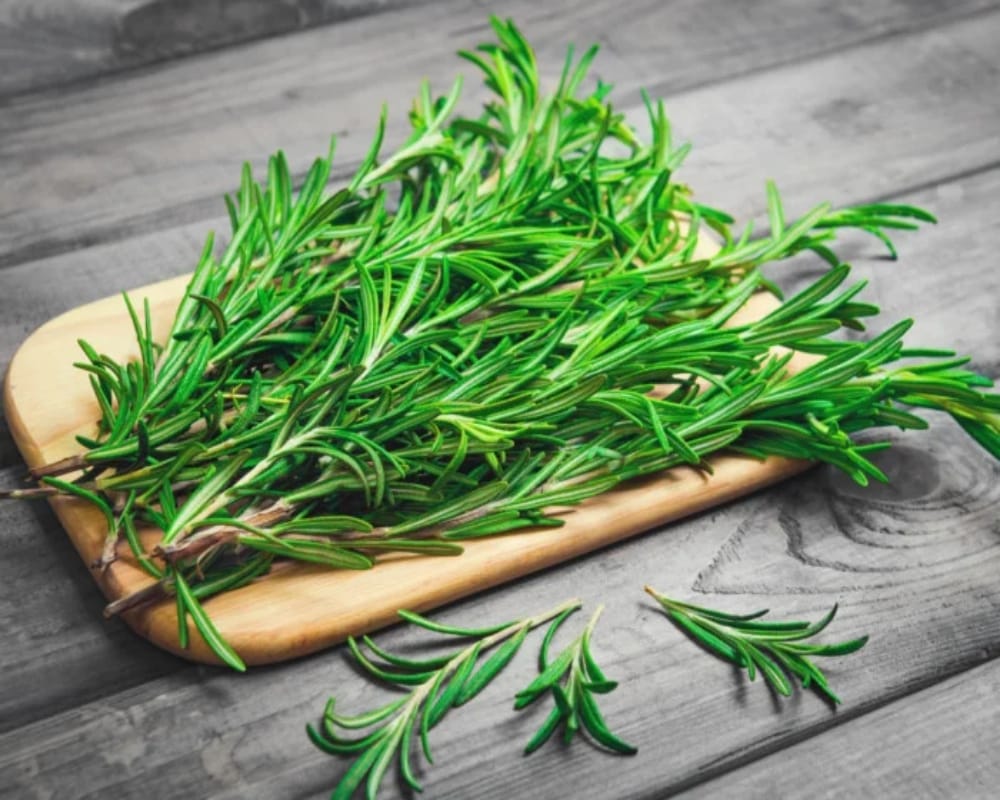 These 5 plants keep dengue malaria chikungunya mosquitoes away naturally