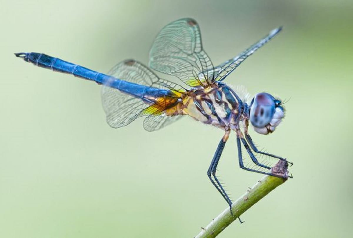 five rare species of dragonfly found in delhi