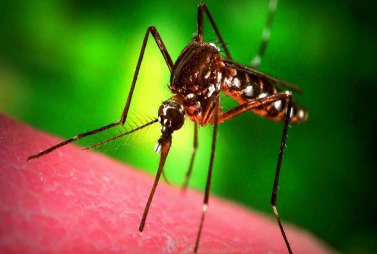 7 Things will help you to stay away from dengue malaria and chikungunya mosquitoes