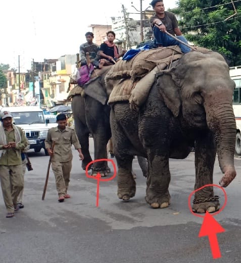जब्त निजी हाथी में एक बीमार होने पर हाथी हुए वापस