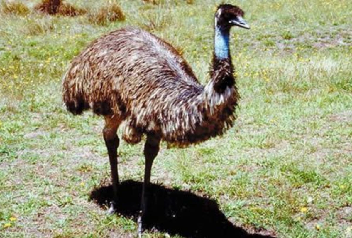 australian Birds emu run in delhi road