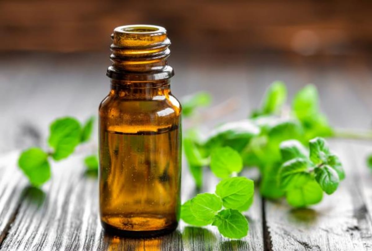 these three oils keep away dengue chikungunya mosquitoes