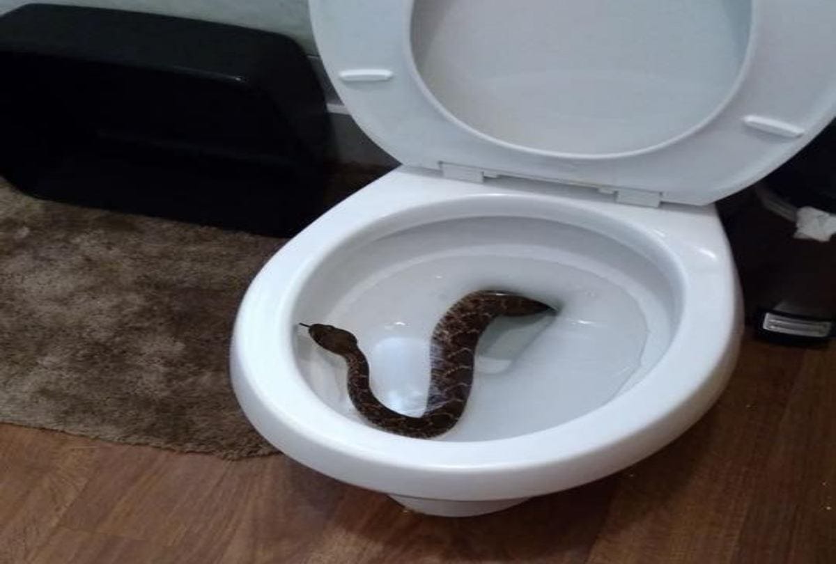 24 rattlesnakes found in home at texas in usa