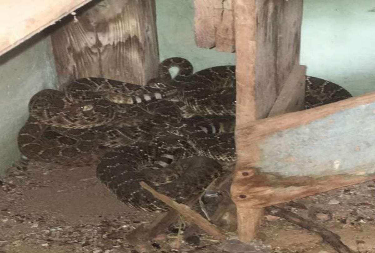 24 rattlesnakes found in home at texas in usa