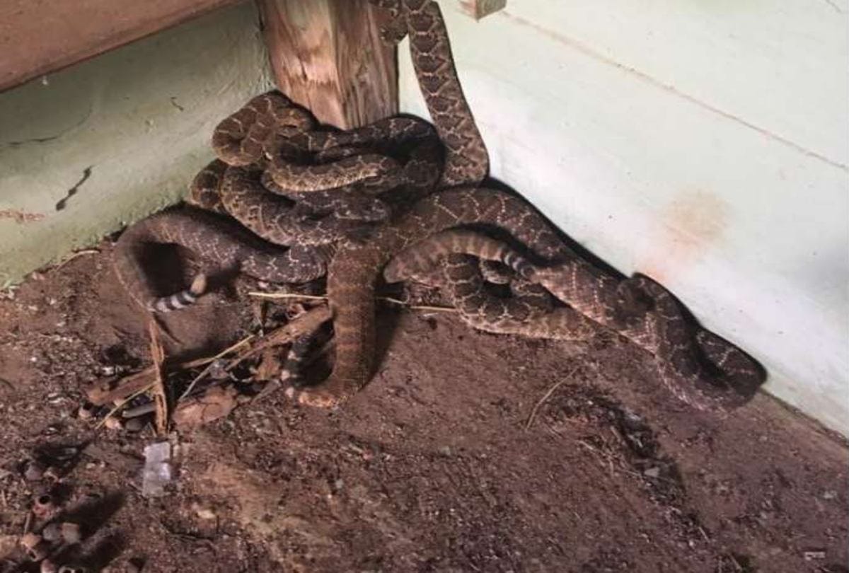 24 rattlesnakes found in home at texas in usa