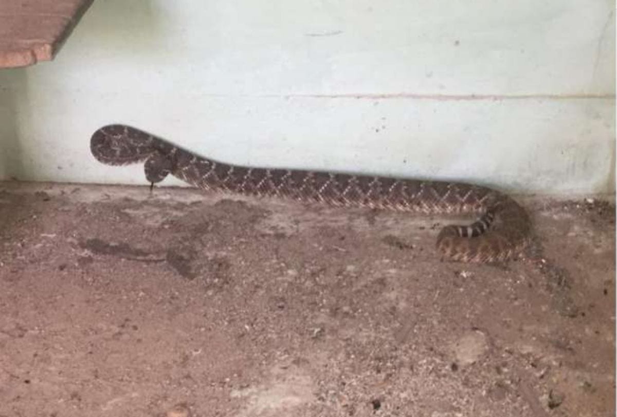 24 rattlesnakes found in home at texas in usa