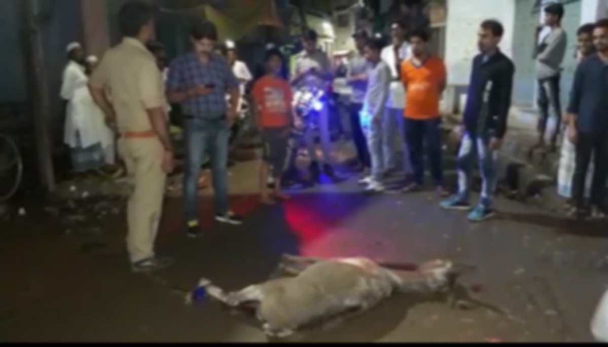 mad ass injured dozens of people at varanasi