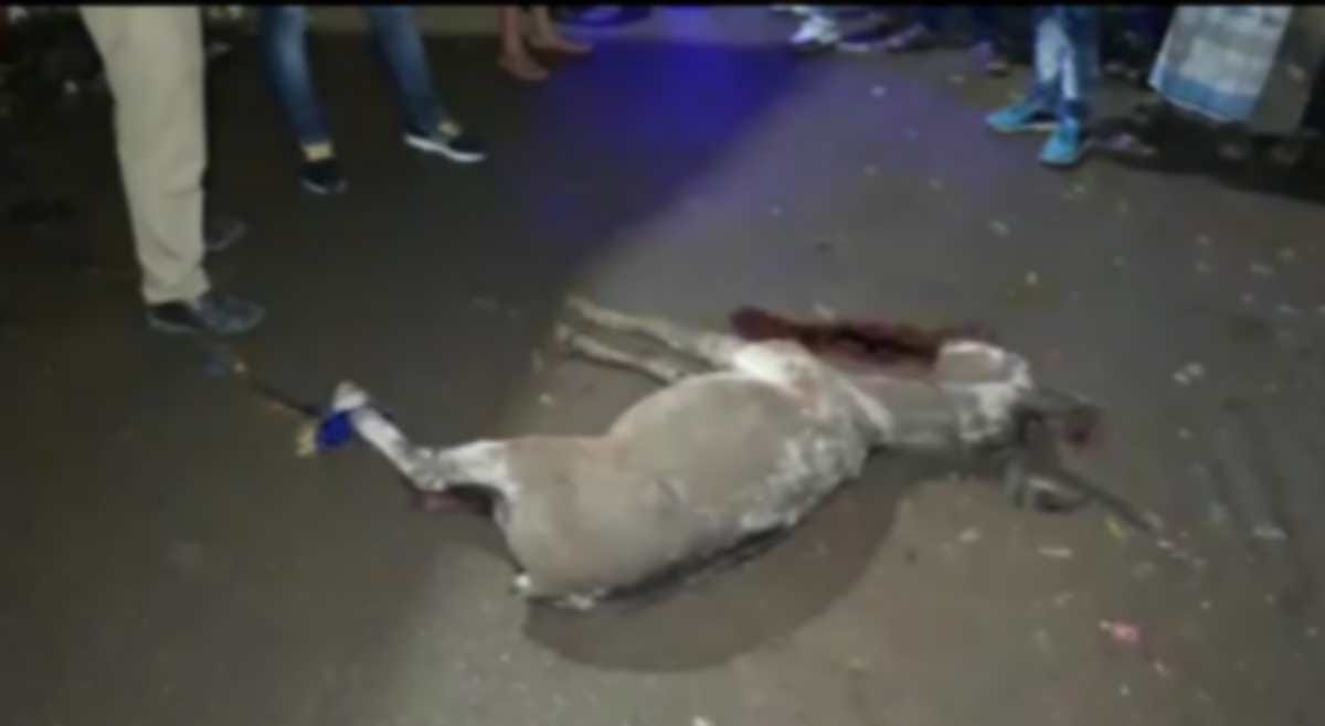 mad ass injured dozens of people at varanasi