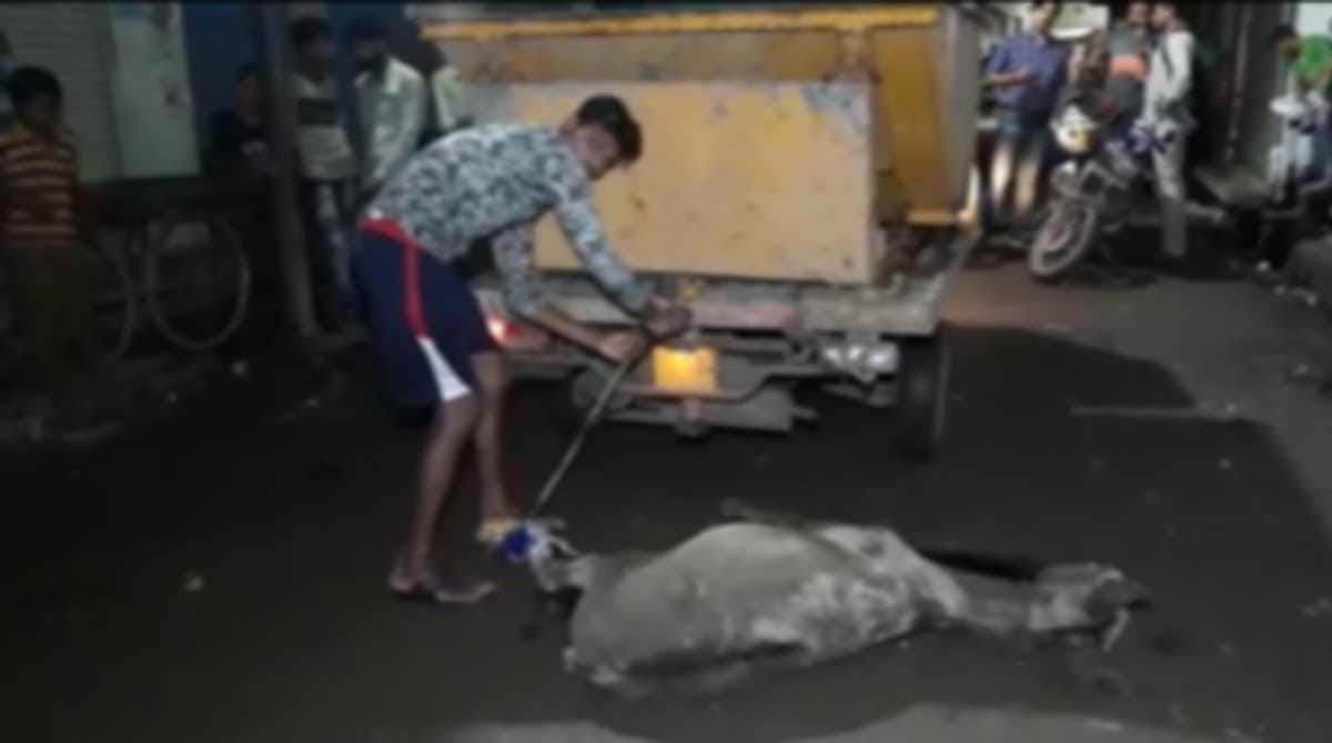 mad ass injured dozens of people at varanasi