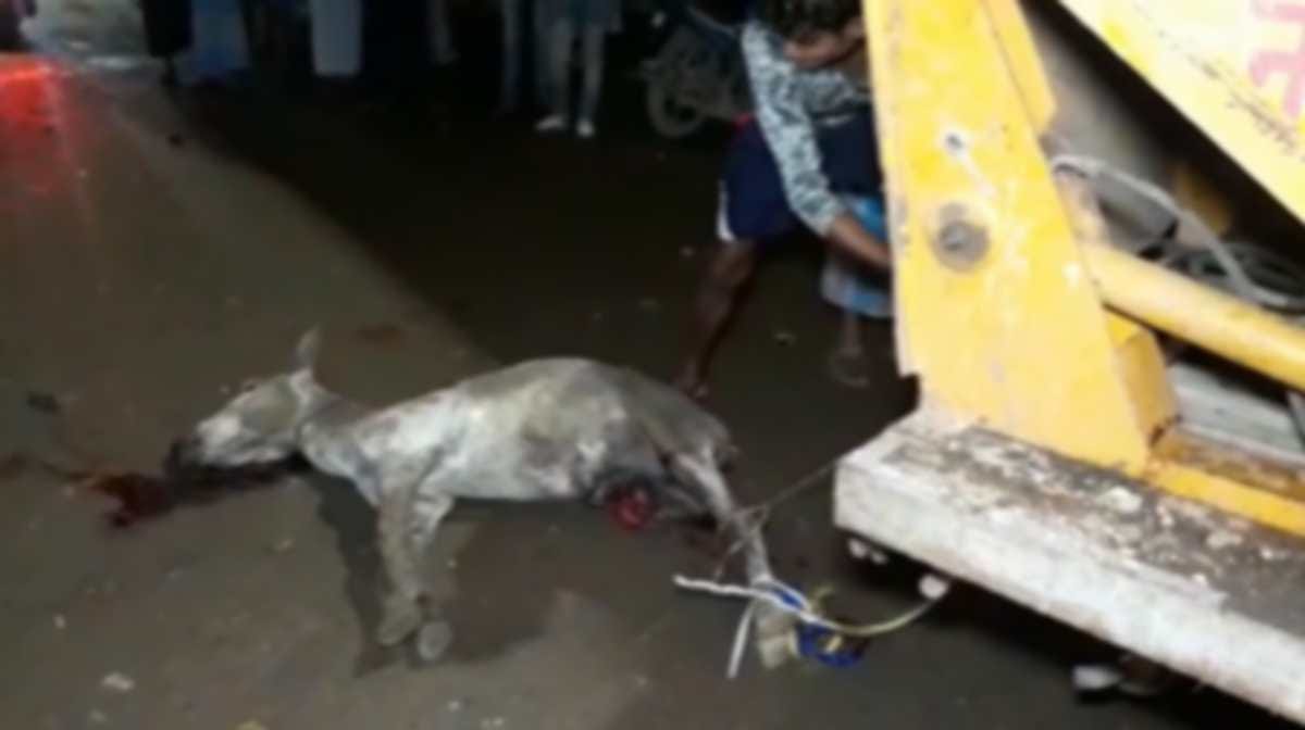 mad ass injured dozens of people at varanasi