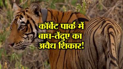 CBI INQUIRY ORDER BY HC FOR Death OF TIGERS AND LEOPARD IN CORBETT