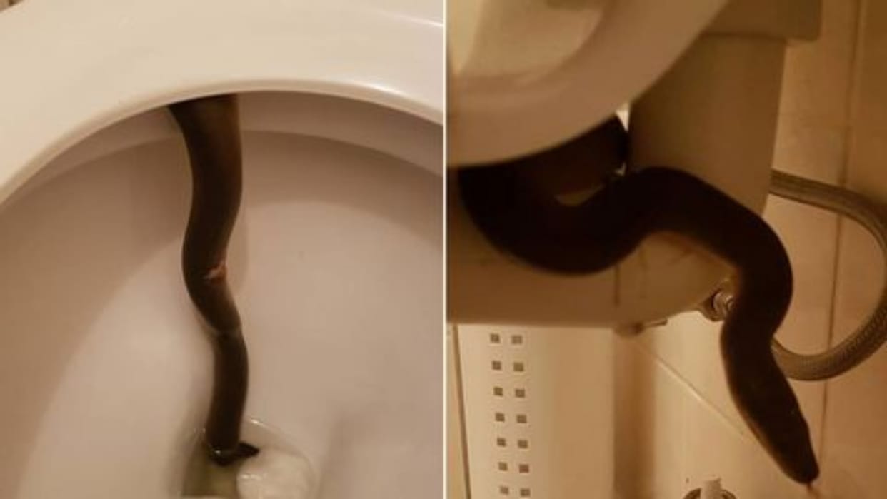 1.2 meter long python found in women toilet in Australia