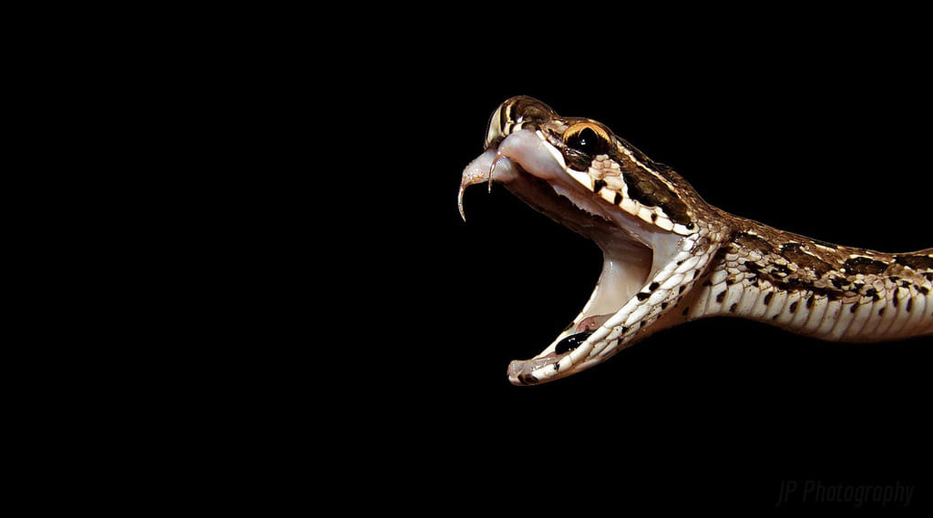 Six Type of Dangerous Snakes Found in India in Rainy Season